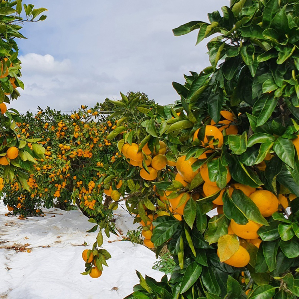 제주 서귀포 타이벡 감귤 노지 조생 귤 가정용 선물세트 4.5kg 9kg