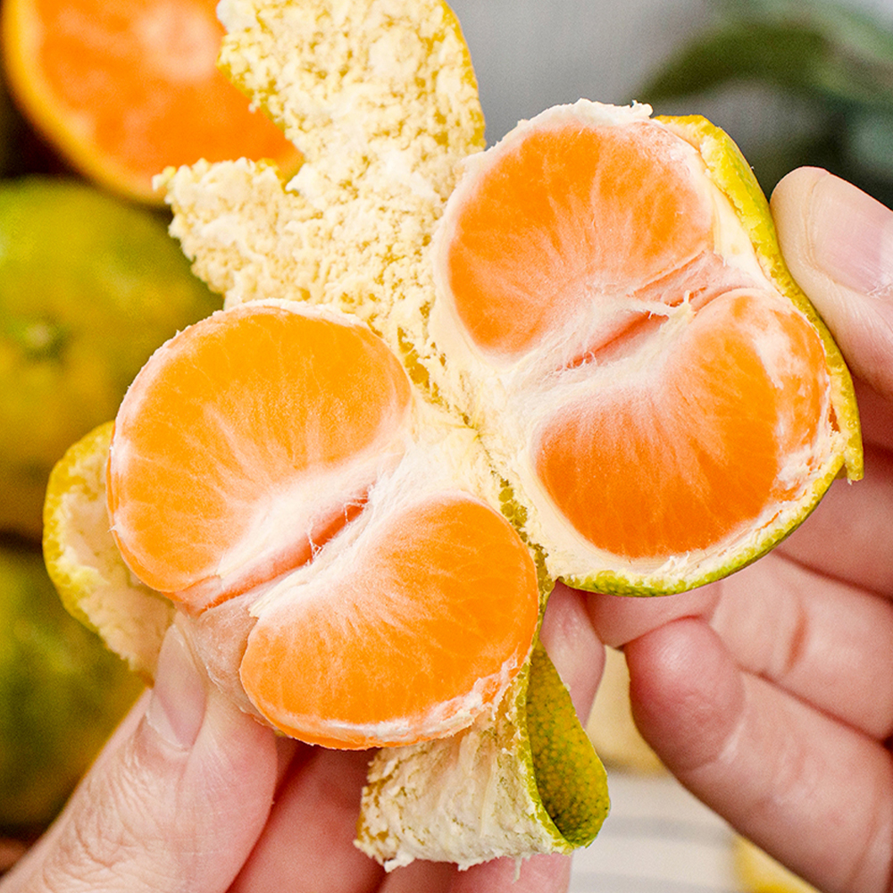 제주 서귀포 타이벡 감귤 노지 조생 귤 가정용 선물세트 4.5kg 9kg