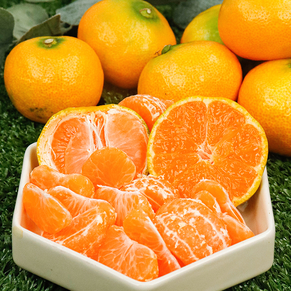 제주 서귀포 타이벡 감귤 노지 조생 귤 가정용 선물세트 4.5kg 9kg