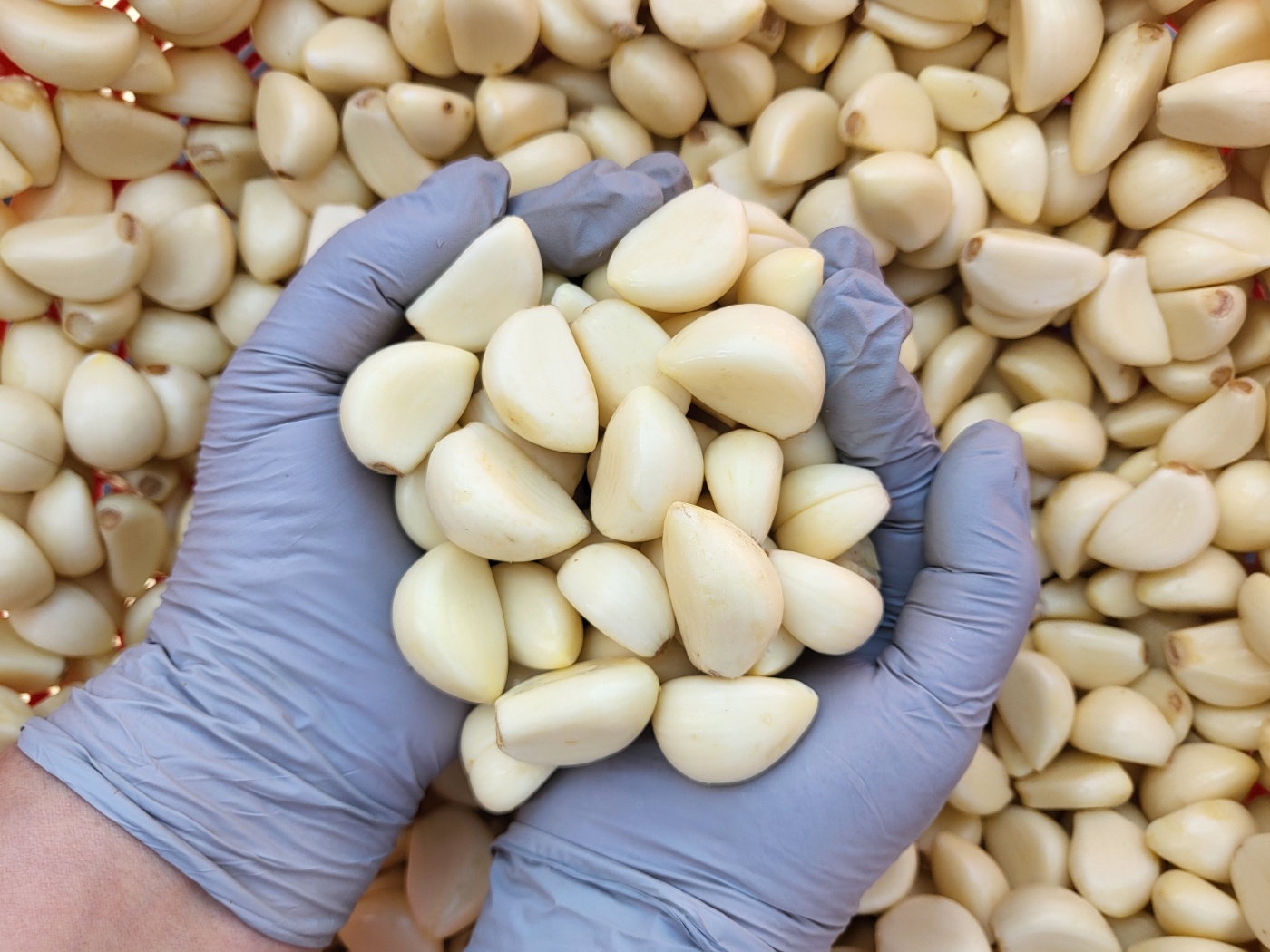 25년 믿고 먹는 국산 깐마늘