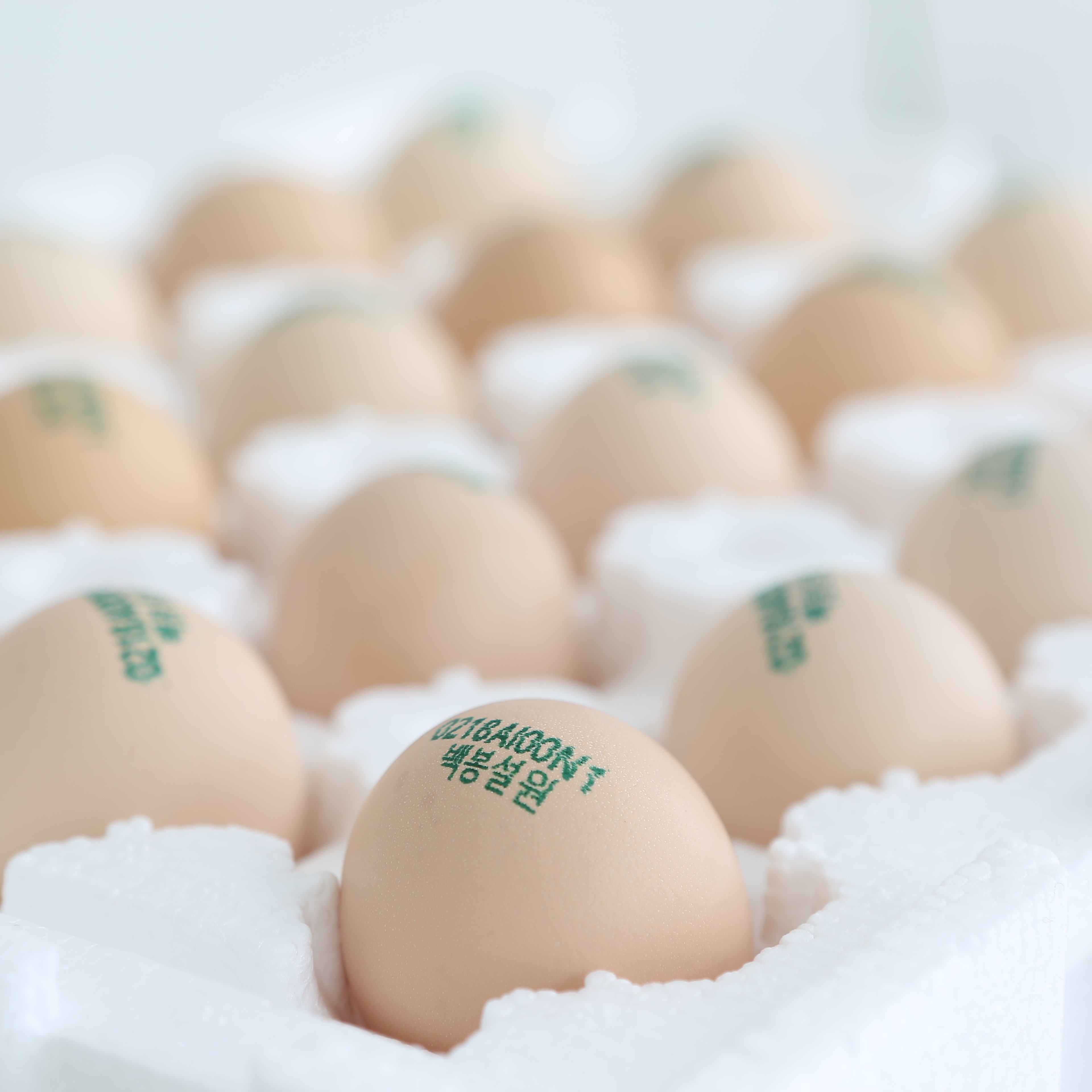 자연방사 1번 백봉오골계 계란20구