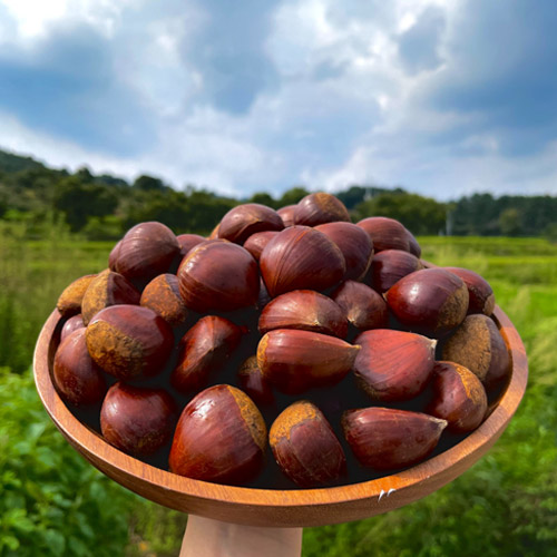 유기농 공주 정안 햇밤 중/대 사이즈 1kg 대표이미지 섬네일
