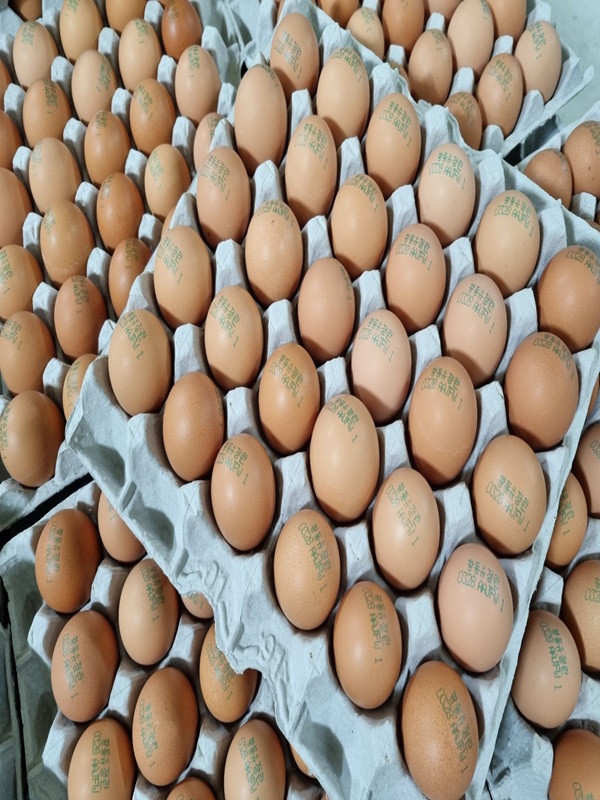난각번호 1번 계란 자연방사 무항생제 유정란 달걀