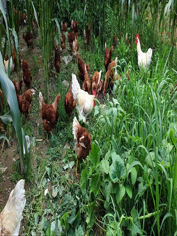 난각번호 1번 계란 자연방사 무항생제 유정란 달걀