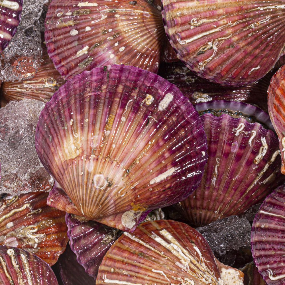 통영 제철 선별 홍가리비 3kg(60미 내외)~ 대표이미지 섬네일