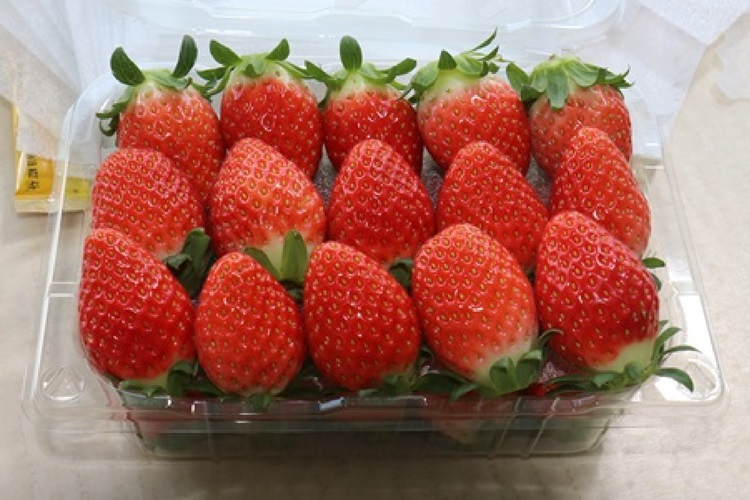 국내산 산지직송 고당도 설향 딸기