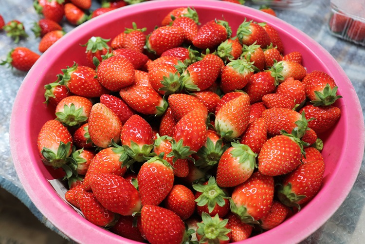 국내산 산지직송 고당도 설향 딸기