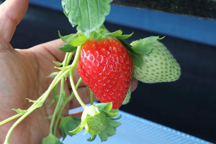 국내산 산지직송 고당도 설향 딸기