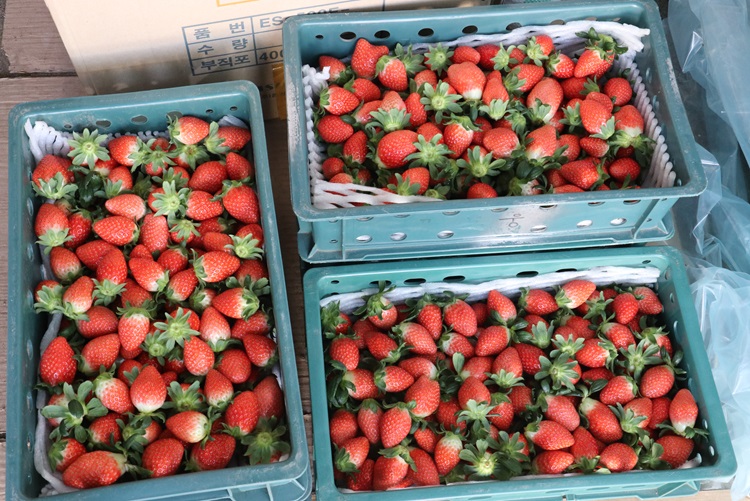 국내산 산지직송 고당도 설향 딸기