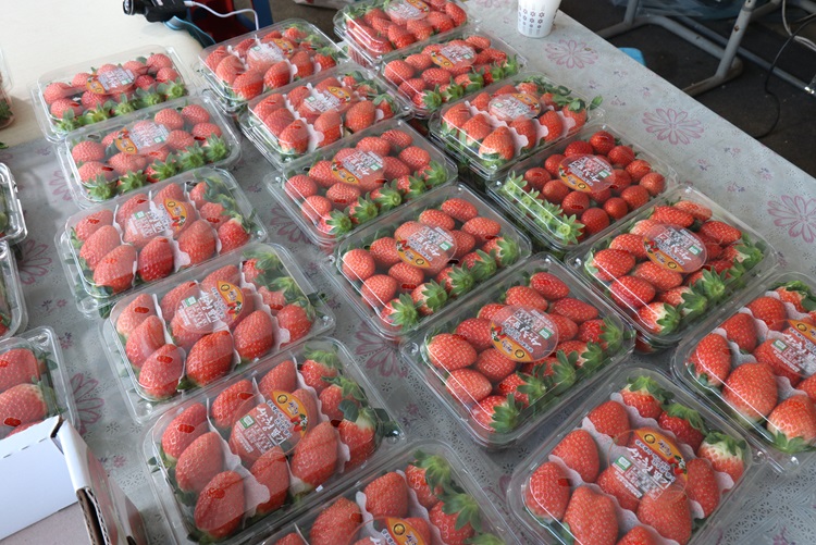 국내산 산지직송 고당도 설향 딸기