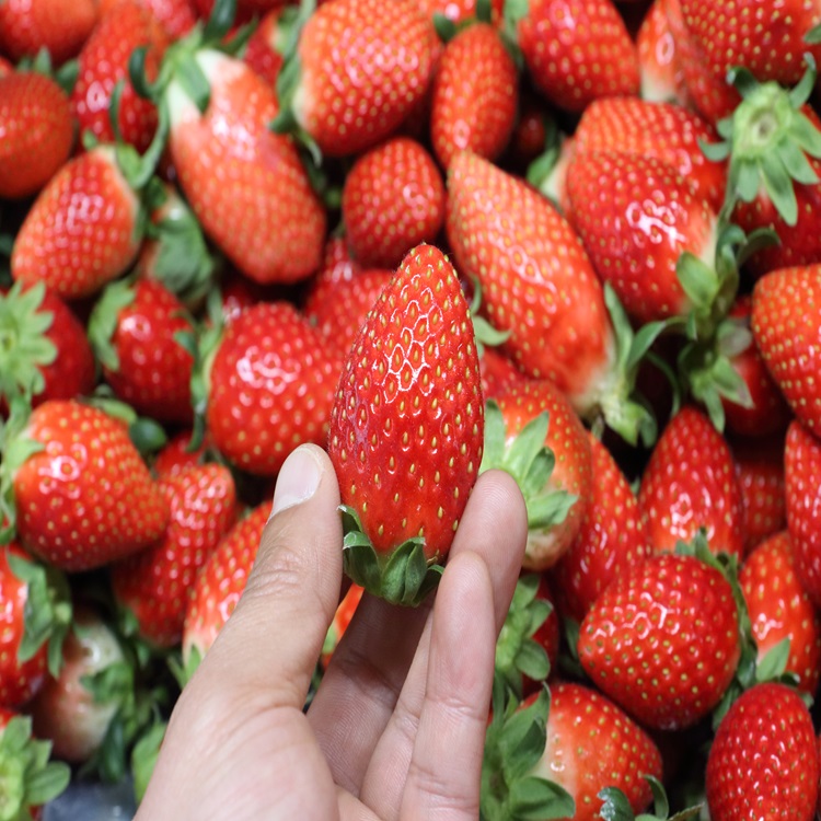 국내산 산지직송 고당도 설향 딸기 대표이미지 섬네일