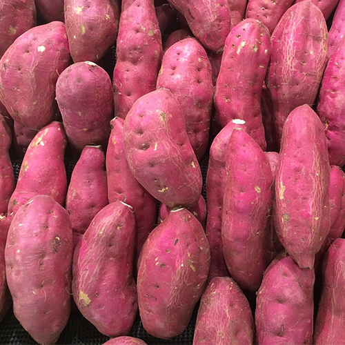 관우농가 해남 세척 꿀고구마