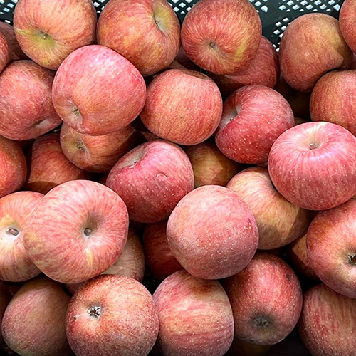 관우농가 부사 사과 가정용 A급