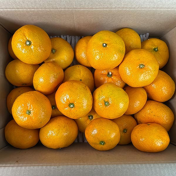 [감귤최고] 제주 조생귤 가정용 4.5kg 실속형