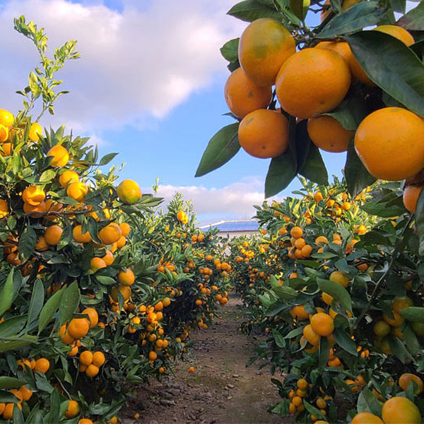 [황금최고] 제주 황금향 3kg 5kg 소과 중과 가정용 못난이