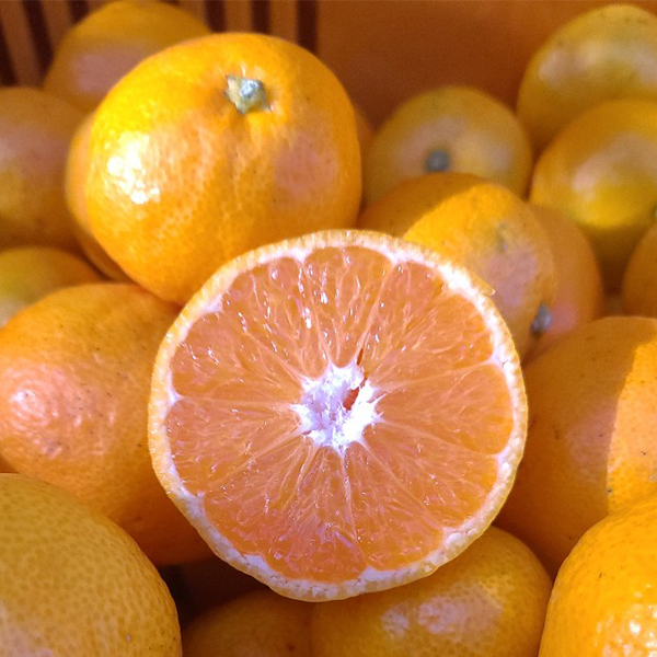 [감귤최고] 타이벡 감귤 4.5kg 가정용 실속형