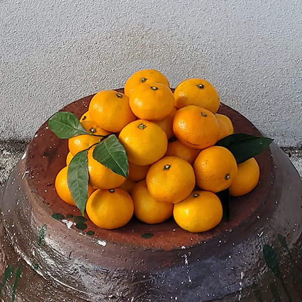 [감귤최고] 타이벡 감귤 4.5kg 가정용 실속형