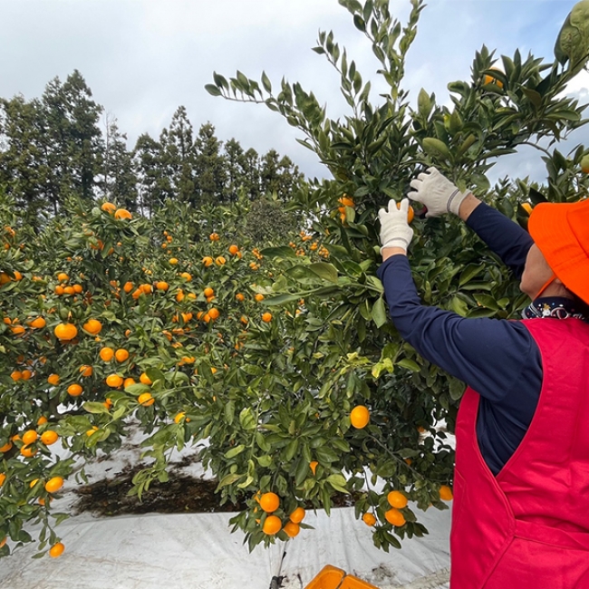 [감귤최고] 타이벡 감귤 4.5kg 가정용 실속형