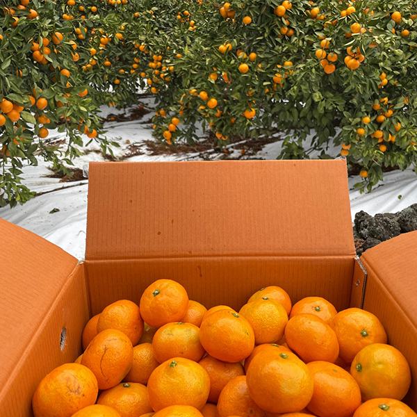 [감귤최고] 타이벡 감귤 4.5kg 가정용 실속형