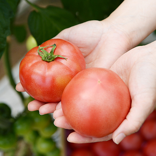 관우농가 햇 완숙 찰토마토