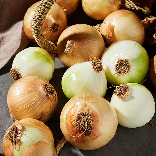 관우농가 국내산 양파