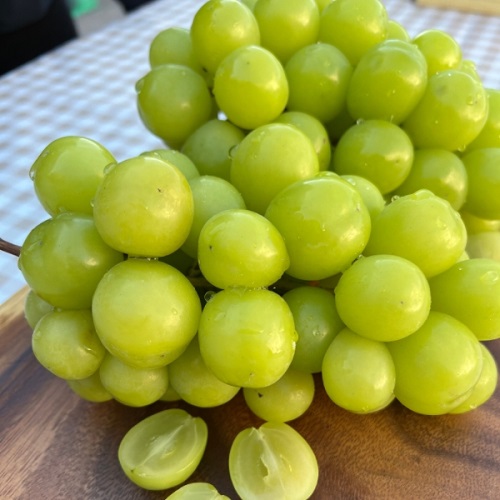 관우농가 샤인머스켓