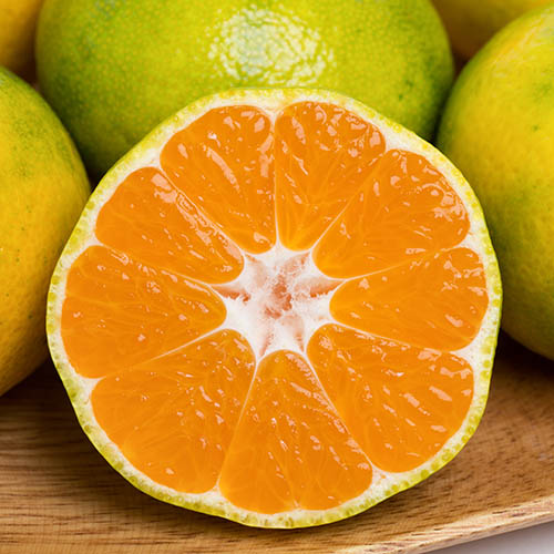 관우농가 제주 프리미엄 타이벡 감귤