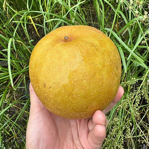 관우농가 수출용 상주 만풍배 (청배)