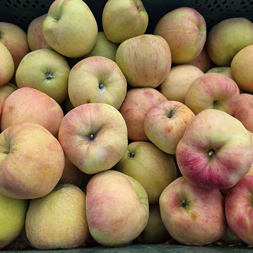 관우농가 주스용 빨간사과