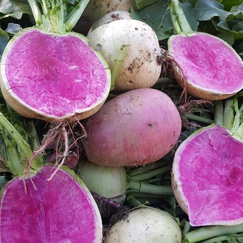 관우농가 수박무 대표이미지 섬네일