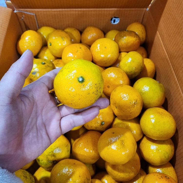 새콤달콤 제주 조생 제철 감귤, 가정용