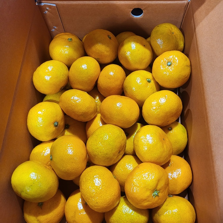 새콤달콤 제주 조생 제철 감귤, 가정용