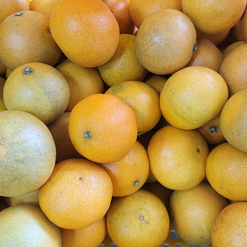 관우농가 가정용 노지 황금향 혼합과