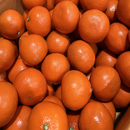 관우농가 제주 홍매향 대표이미지 섬네일