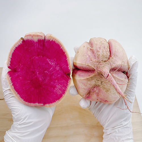 관우농가 못난이 수박무