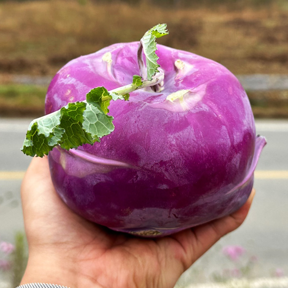 다오소농수산 국내산 콜라비 비타민채소 보라색무