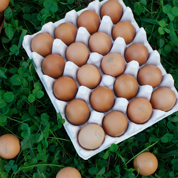 파손보장 무항생제 유정란 대란 특란 계란 20구 30구