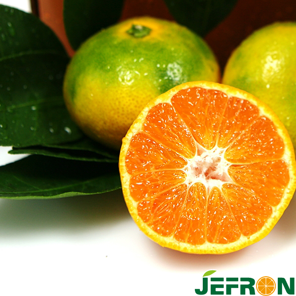 제주 서귀포농협 세척노지감귤 5kg 대표이미지 섬네일