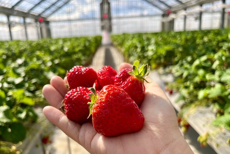 산지직송 프리미엄 설향 딸기, 450g 내외