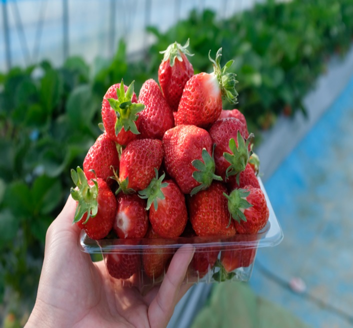 산지직송 프리미엄 설향 딸기, 450g 내외 대표이미지 섬네일