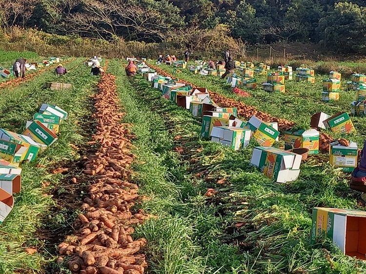 제주 구좌 당근 흙당근 햇당근