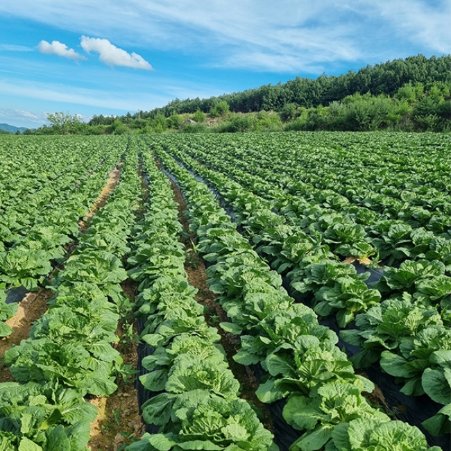 [김장최고] 꽉찬 통배추 2.5kg 1통 2통