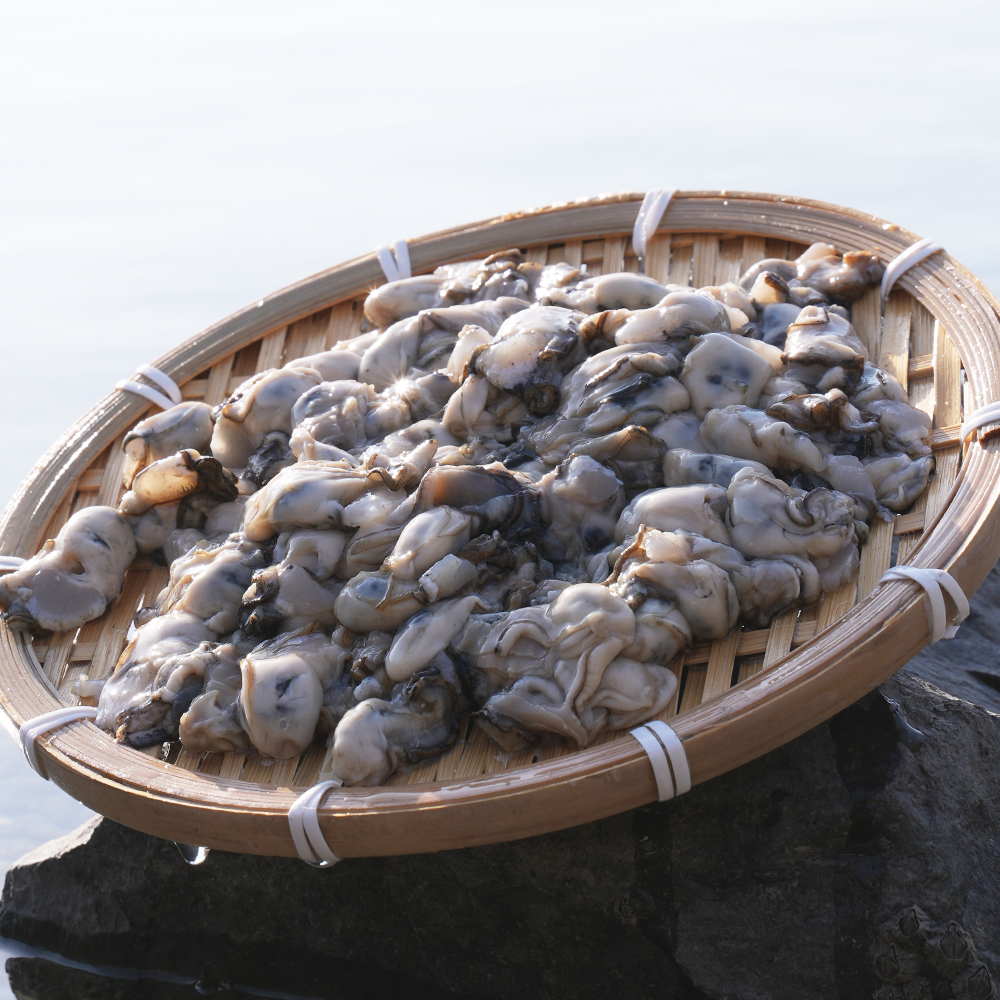 고흥 해창만 햇굴 사도어촌계 국내산 조기산 깐굴 2kg 3kg 4kg