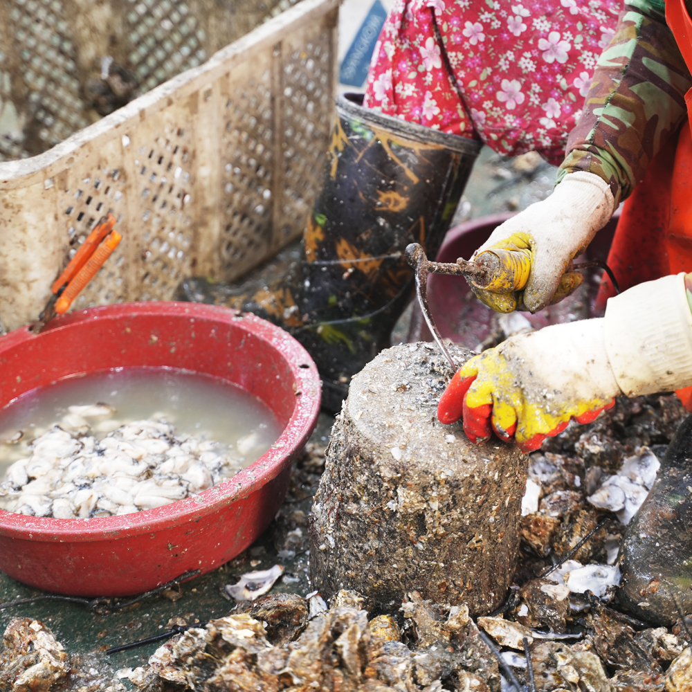 고흥 해창만 햇굴 사도어촌계 국내산 조기산 깐굴 2kg 3kg 4kg