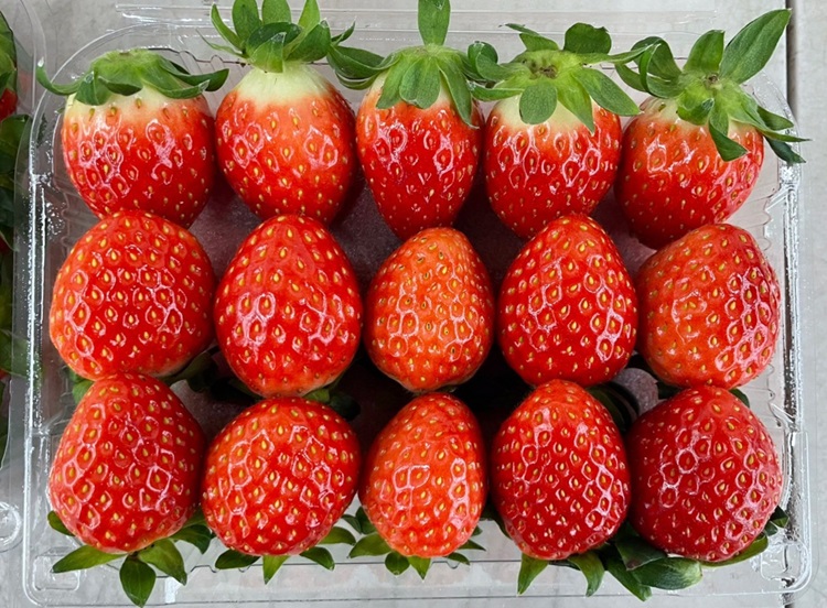 고령 무농약 설향 딸기 제철 생딸기