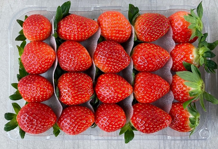 고령 무농약 설향 딸기 제철 생딸기