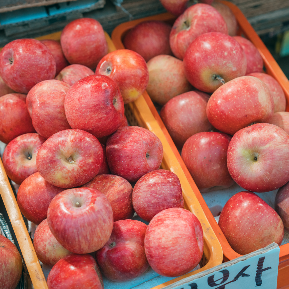 (신선집중) 올해 첫 수확 경북 부사사과