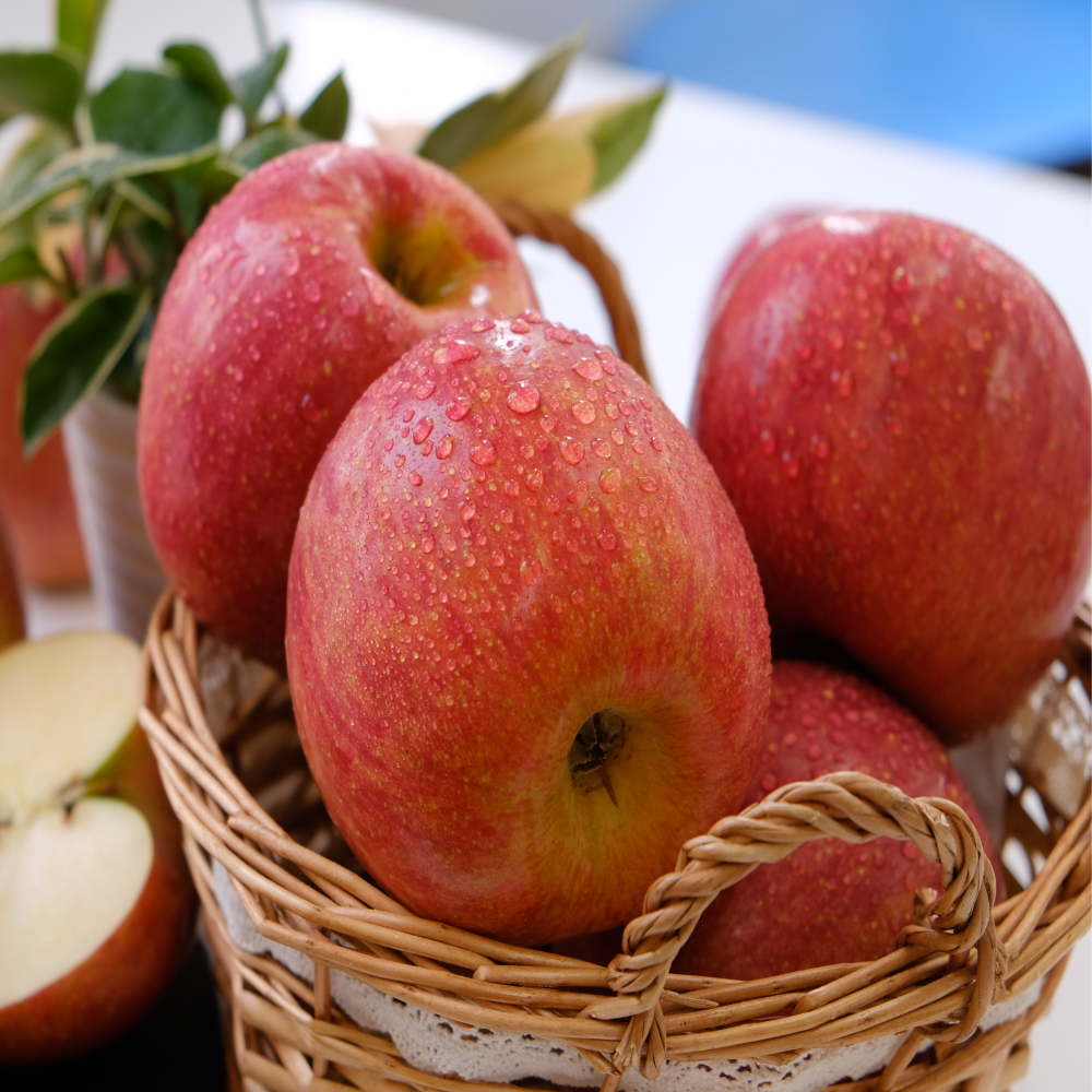 (신선집중) 올해 첫 수확 경북 부사사과