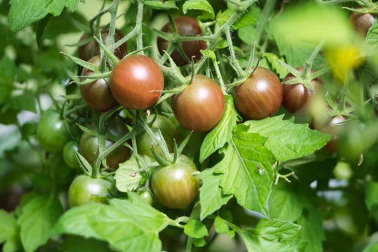 국내산 스테비아 흑토마토 쿠마토