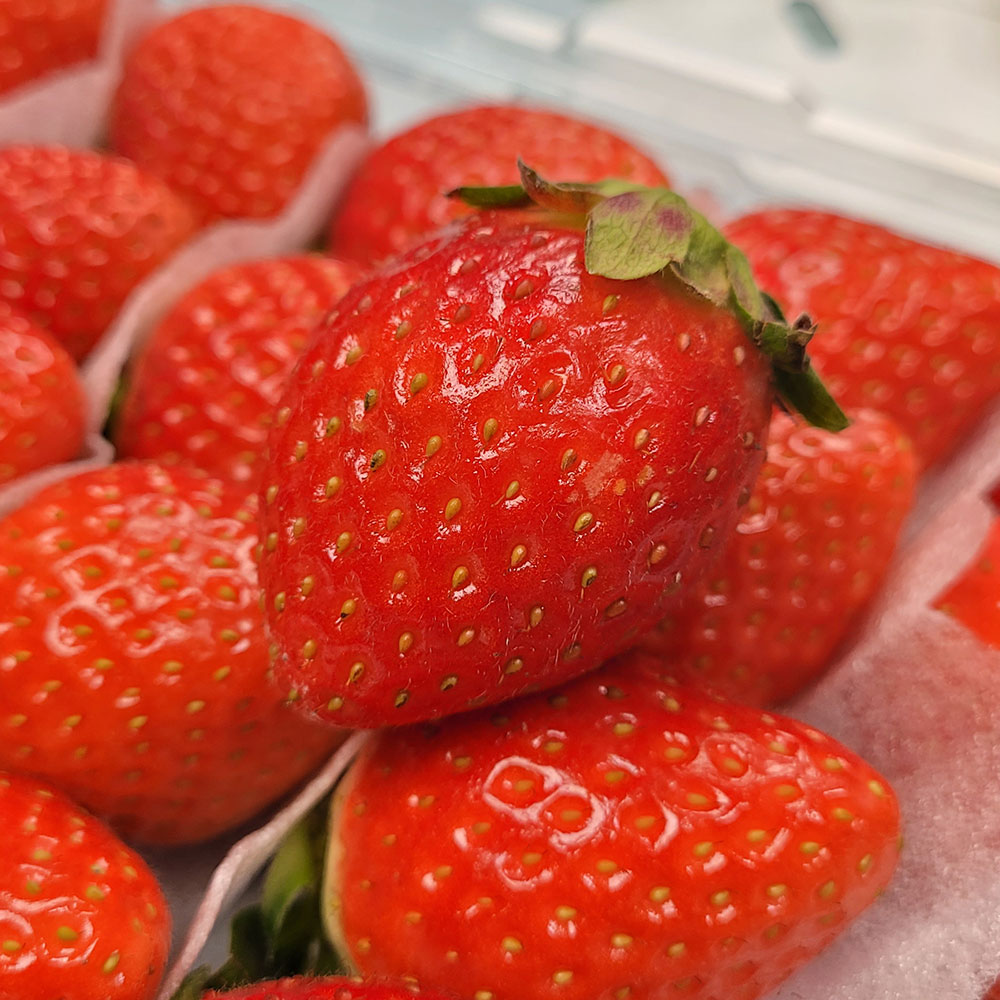 무농약 설향딸기 480g